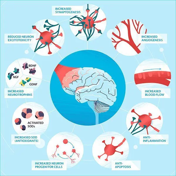 Mécanisme photobiomodulation